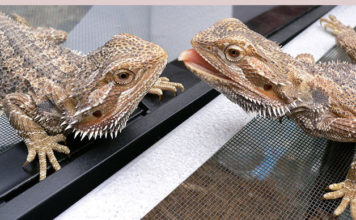 Il terrario per il drago barbuto 1463 0 Il terrario per il drago barbuto_ok